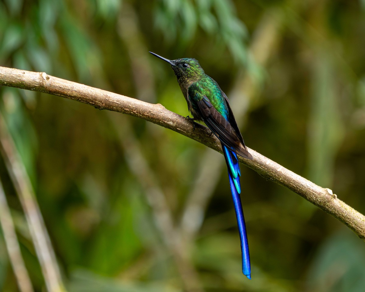 sylfa fialovoocasá - ML638567086