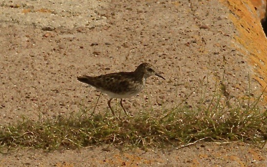 Least Sandpiper - ML638567087