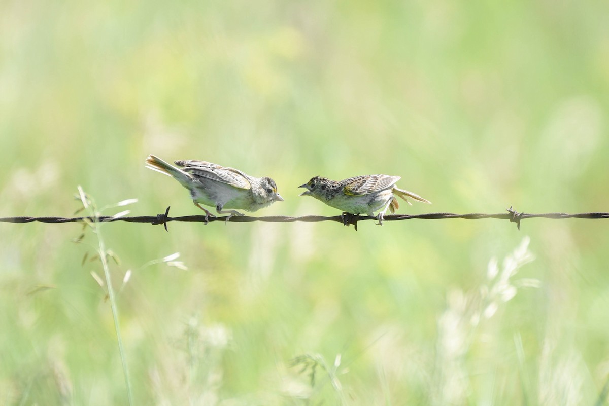 Grasshopper Sparrow - ML638567105