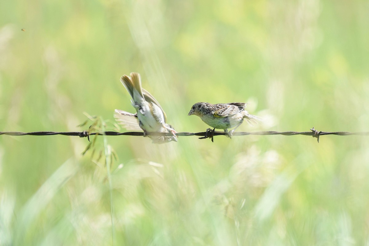 Grasshopper Sparrow - ML638567106