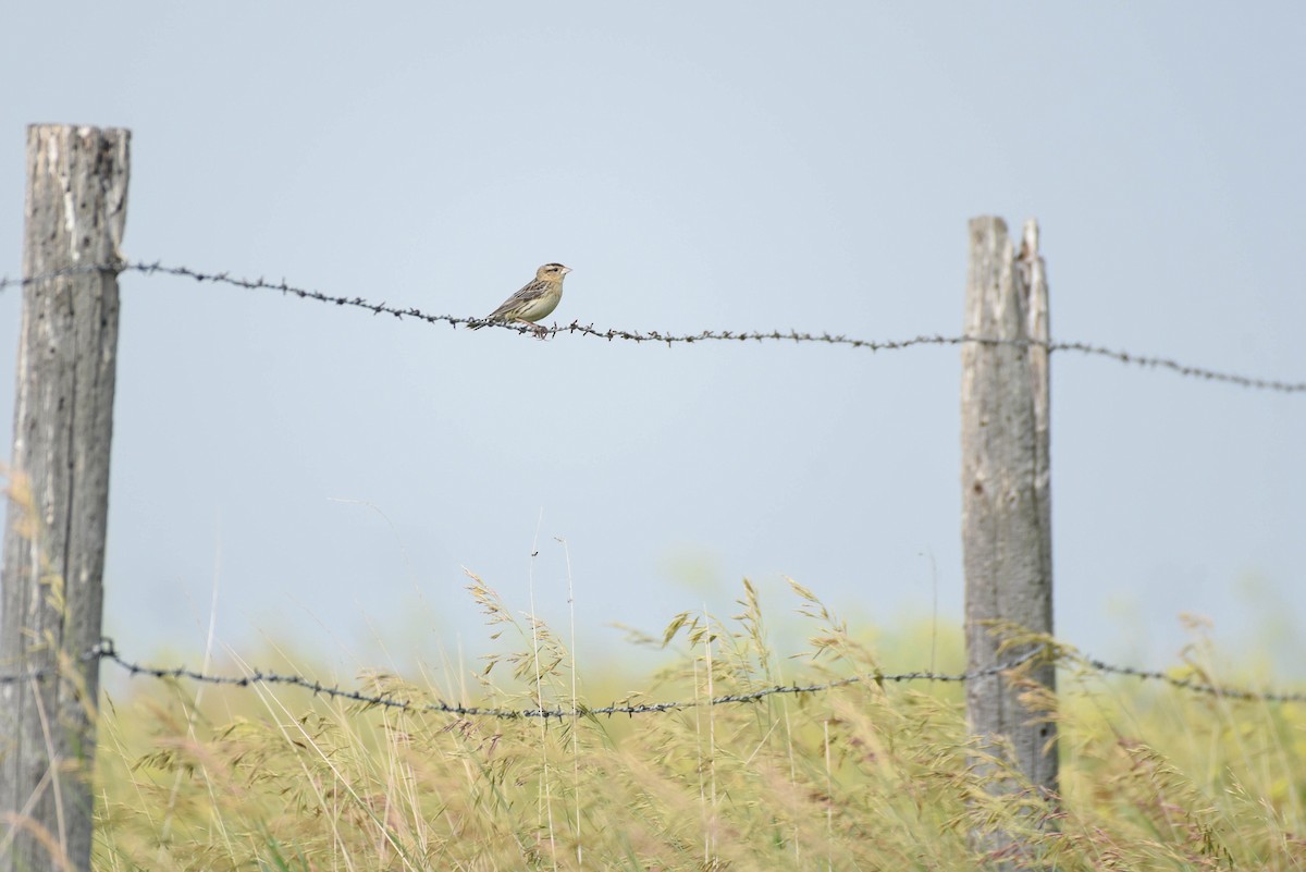 Bobolink - ML638567126