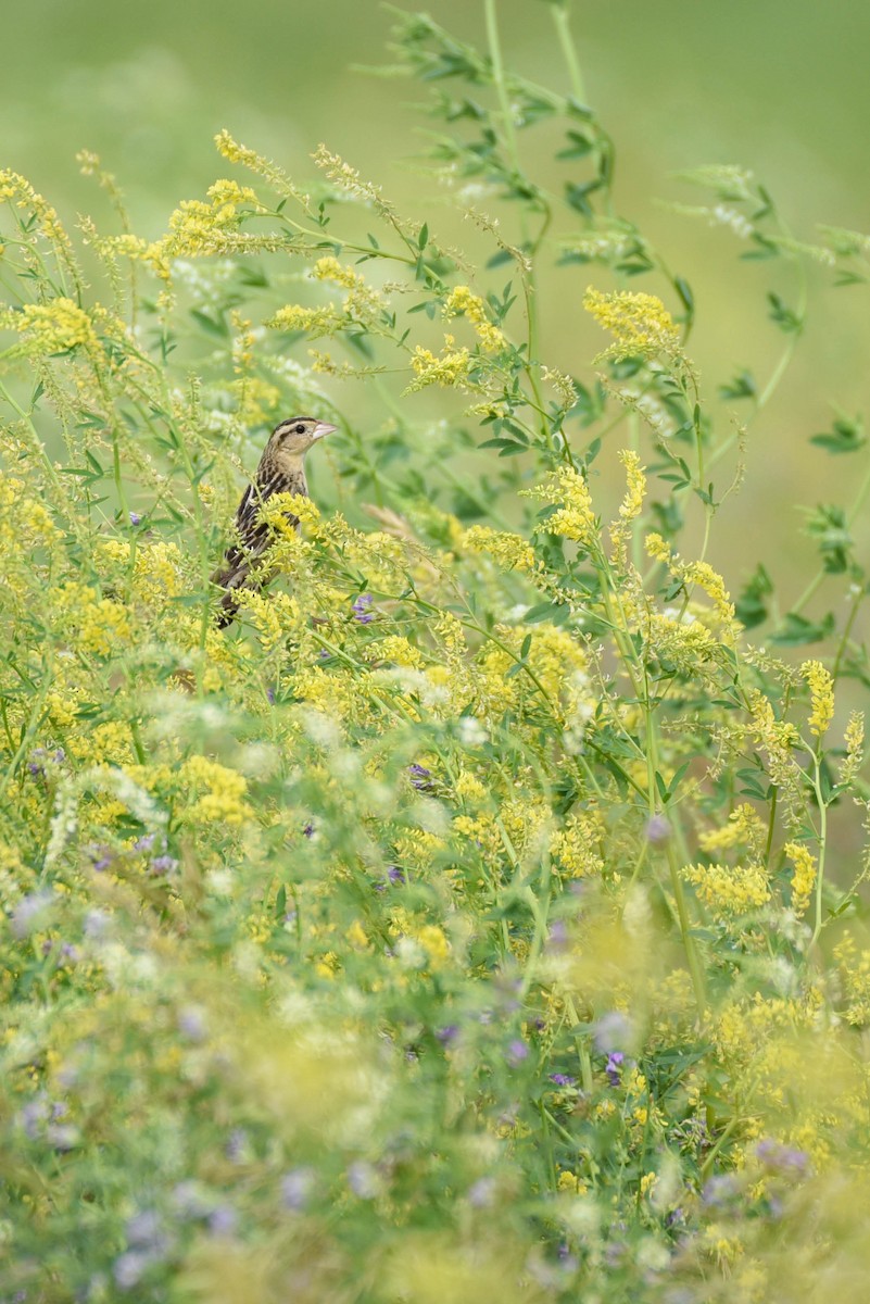 Bobolink - ML638567127