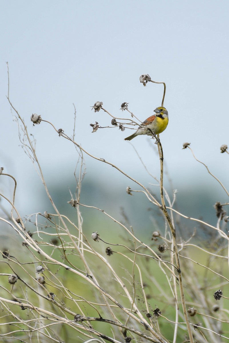 Dickcissel - ML638567138