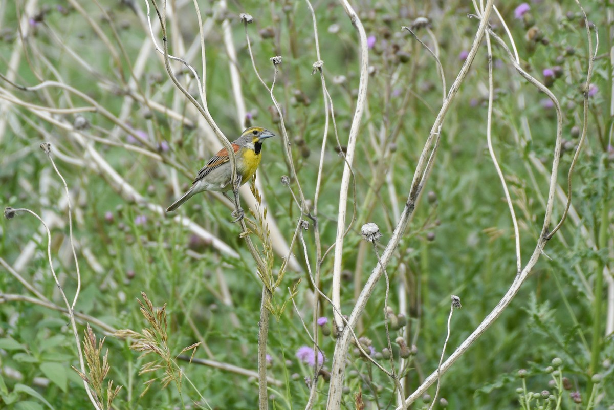 Dickcissel - ML638567139