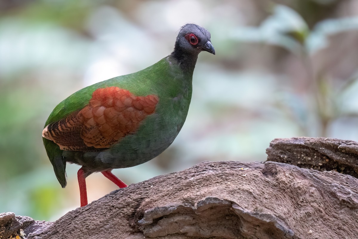 Crested Partridge - ML638567156
