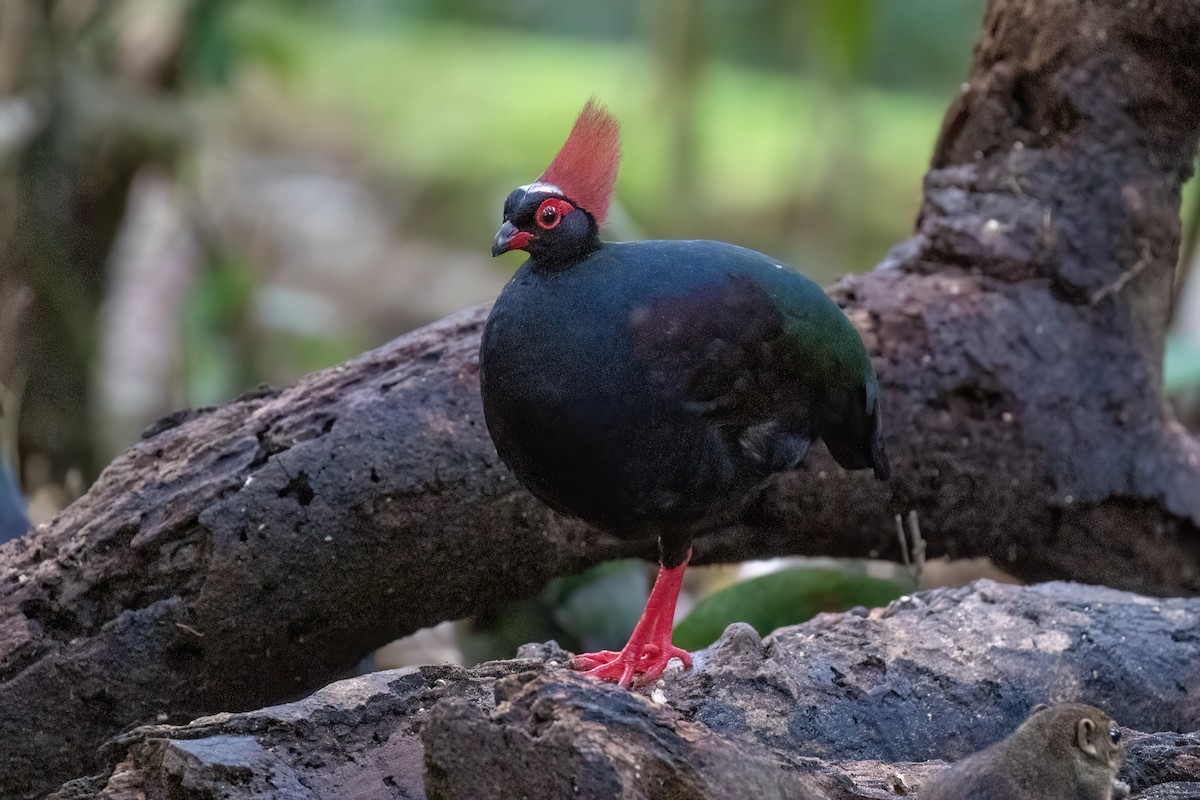 Crested Partridge - ML638567212