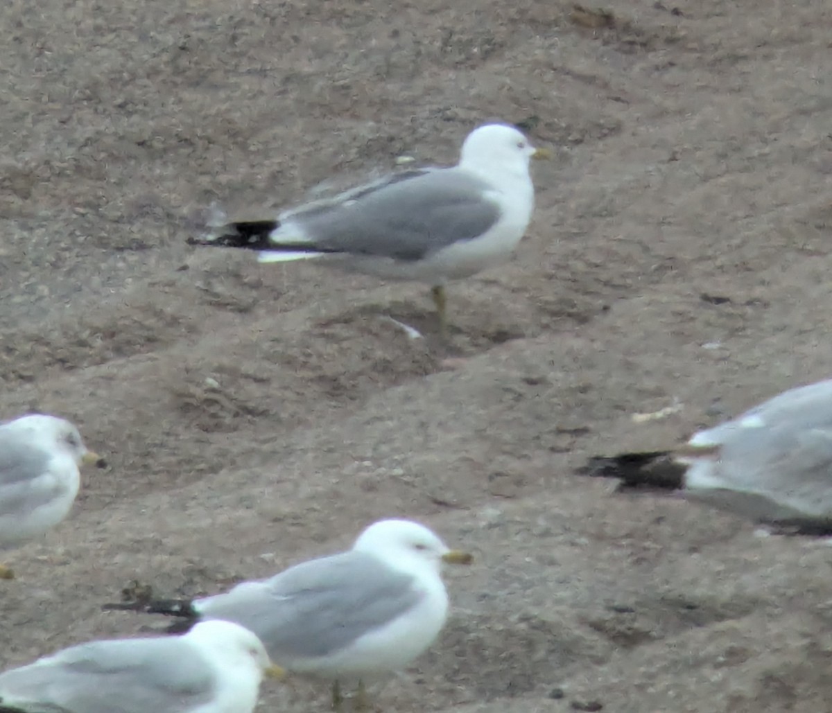 Common Gull - ML638567284