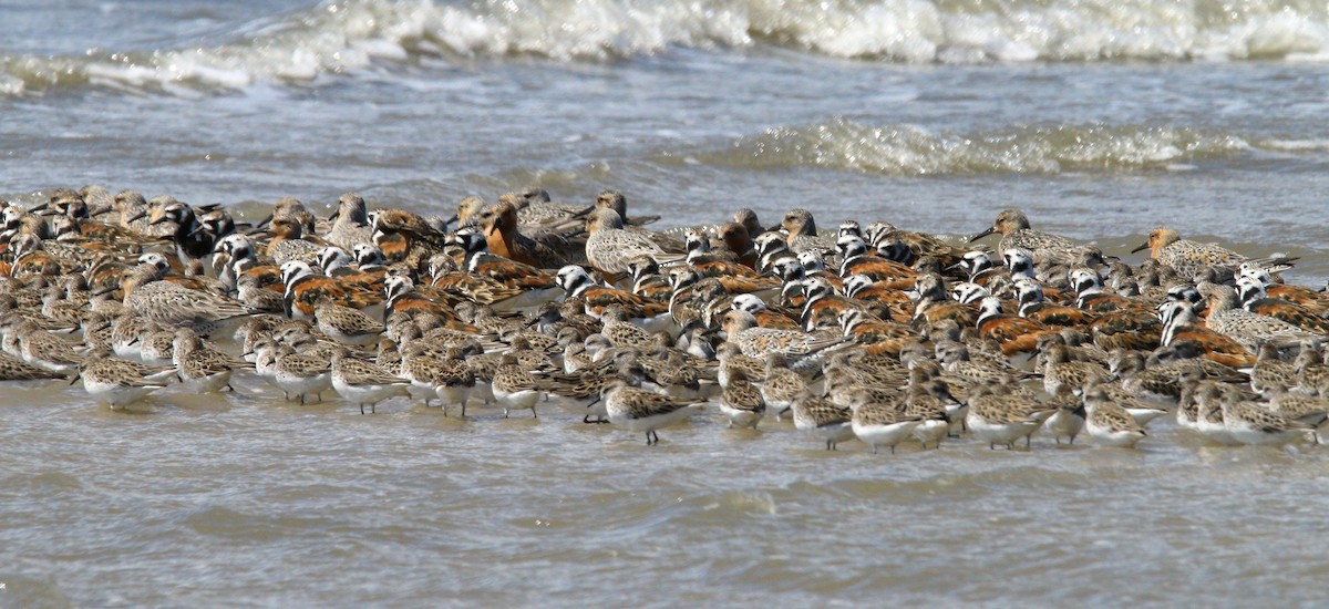 Ruddy Turnstone - ML638567291