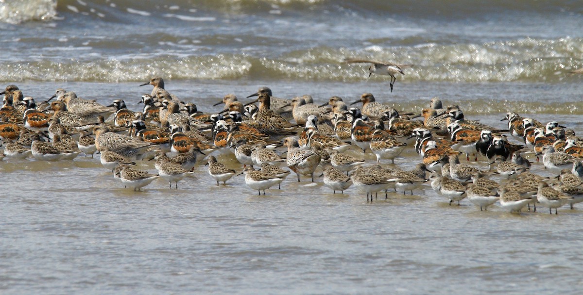 Ruddy Turnstone - ML638567376
