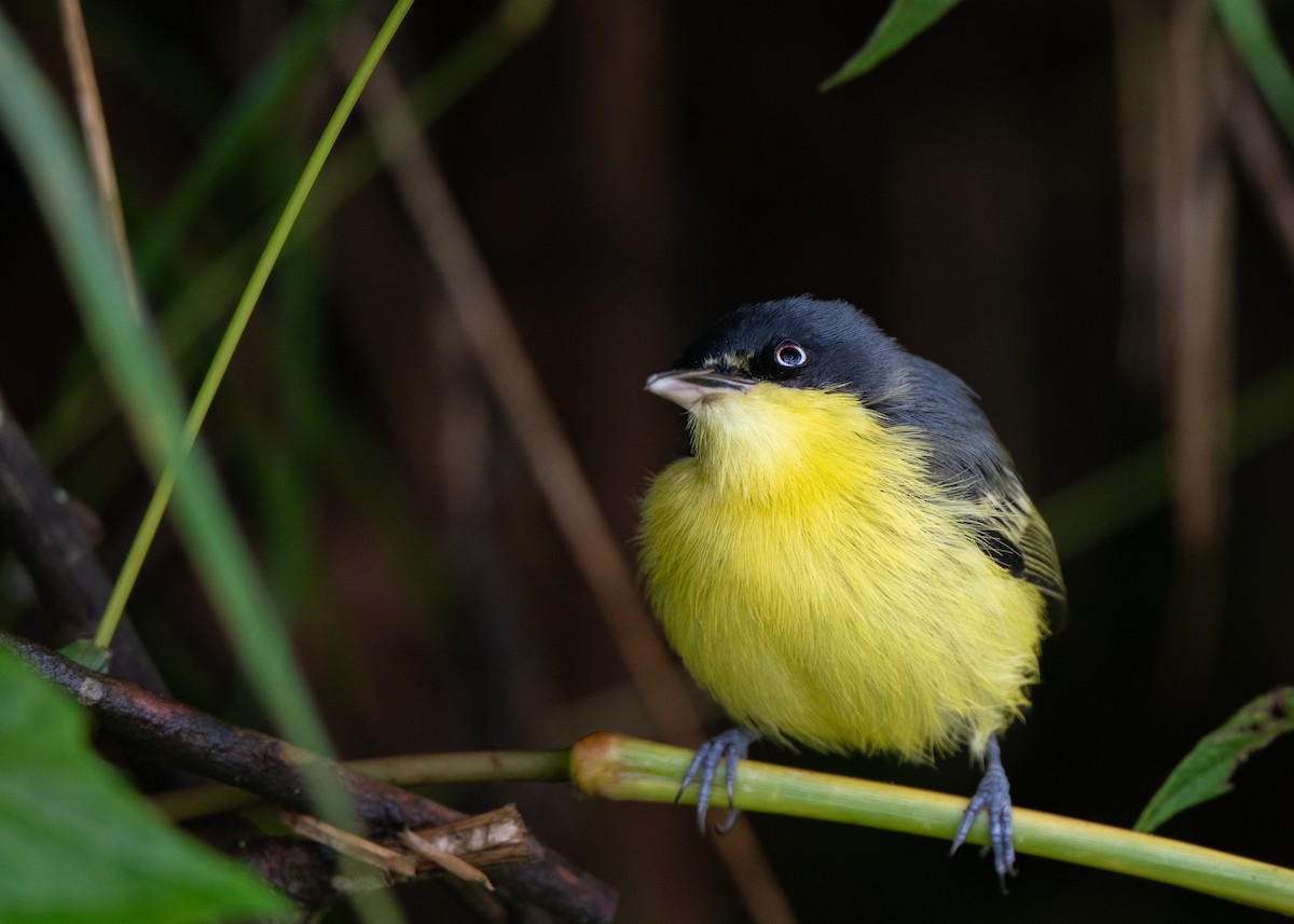 Common Tody-Flycatcher - ML638567381