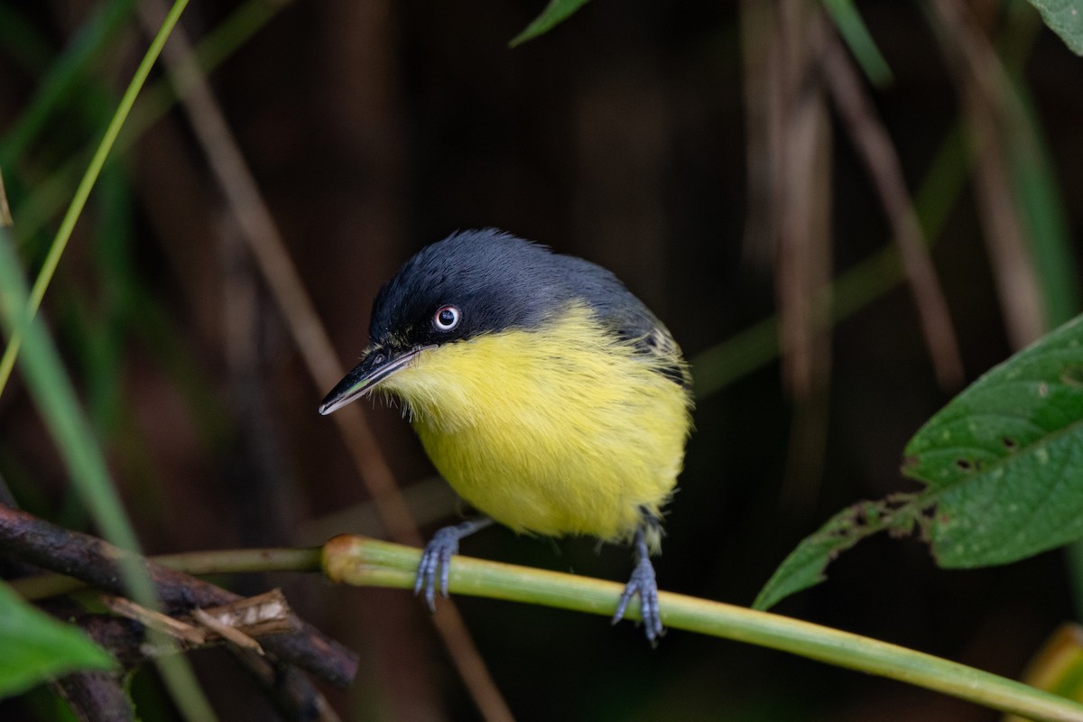 Common Tody-Flycatcher - ML638567382