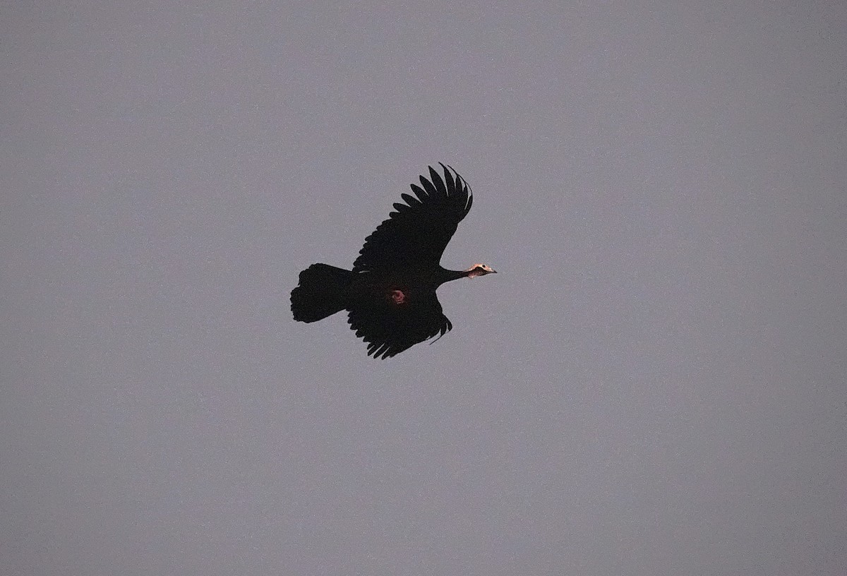 White-throated Piping-Guan - ML638567411
