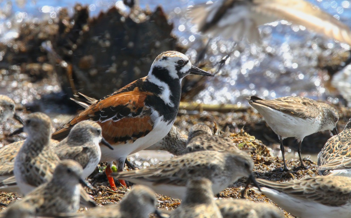 Ruddy Turnstone - ML638567427