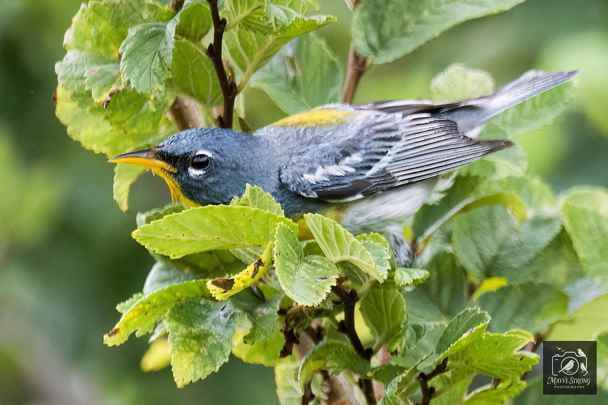 Northern Parula - ML638567429