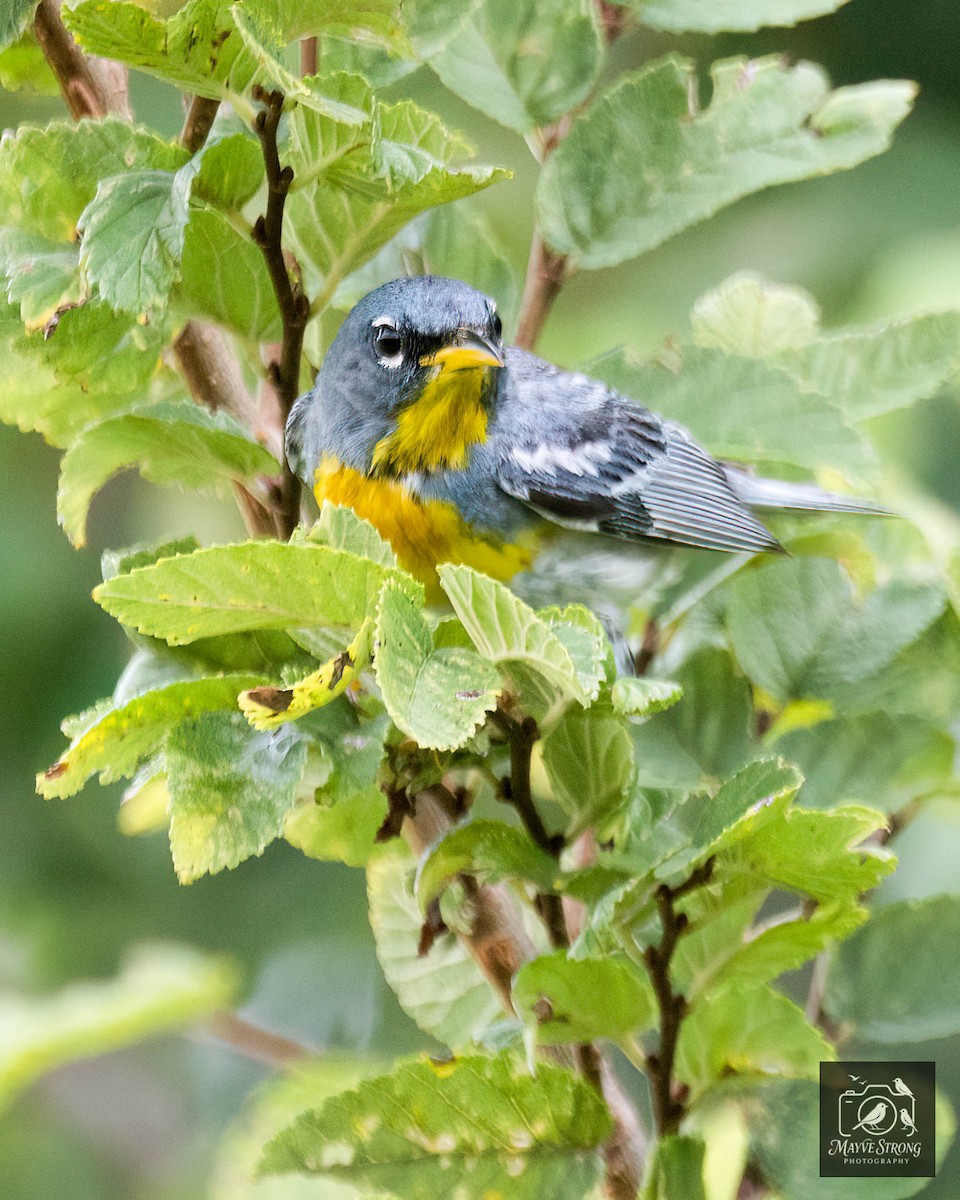 Northern Parula - ML638567430