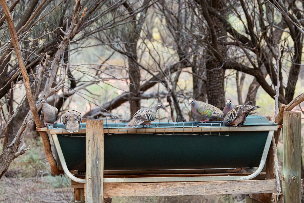 Common Bronzewing - ML638567431