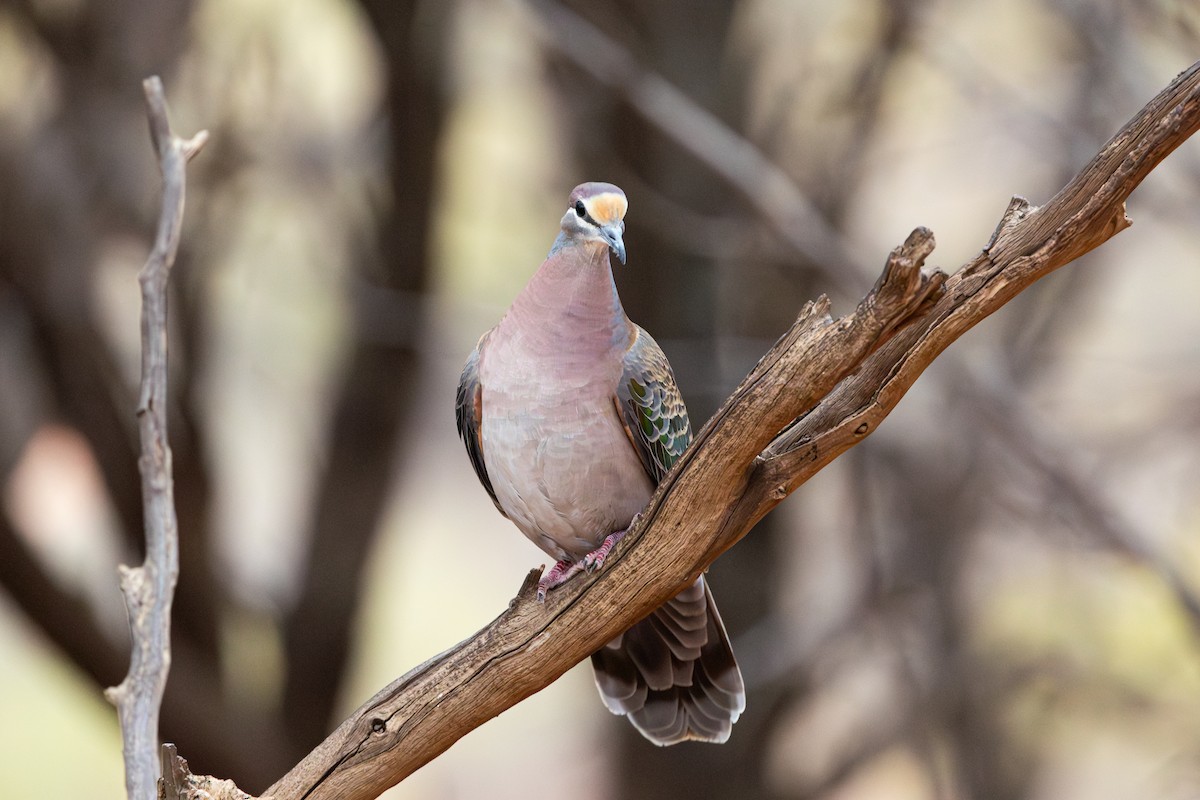 Common Bronzewing - ML638567432