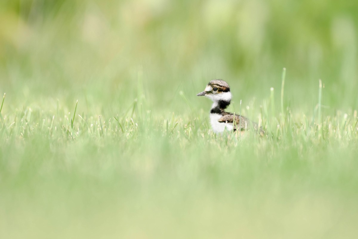 Killdeer - ML638567436