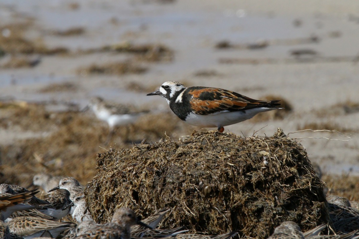 Ruddy Turnstone - ML638567439
