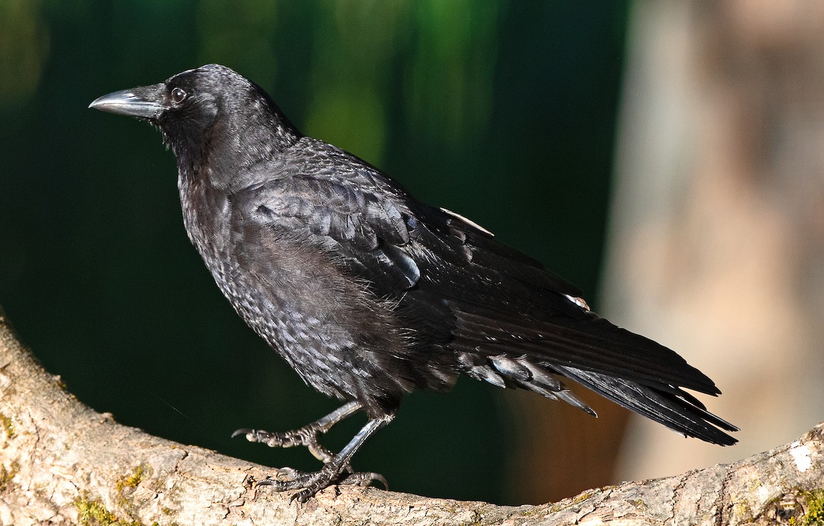 American Crow - ML638567447