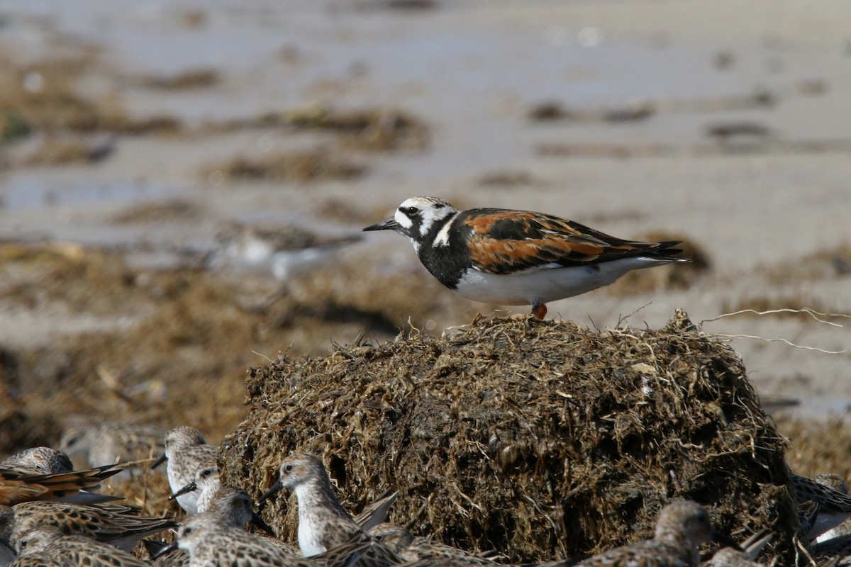 Ruddy Turnstone - ML638567448