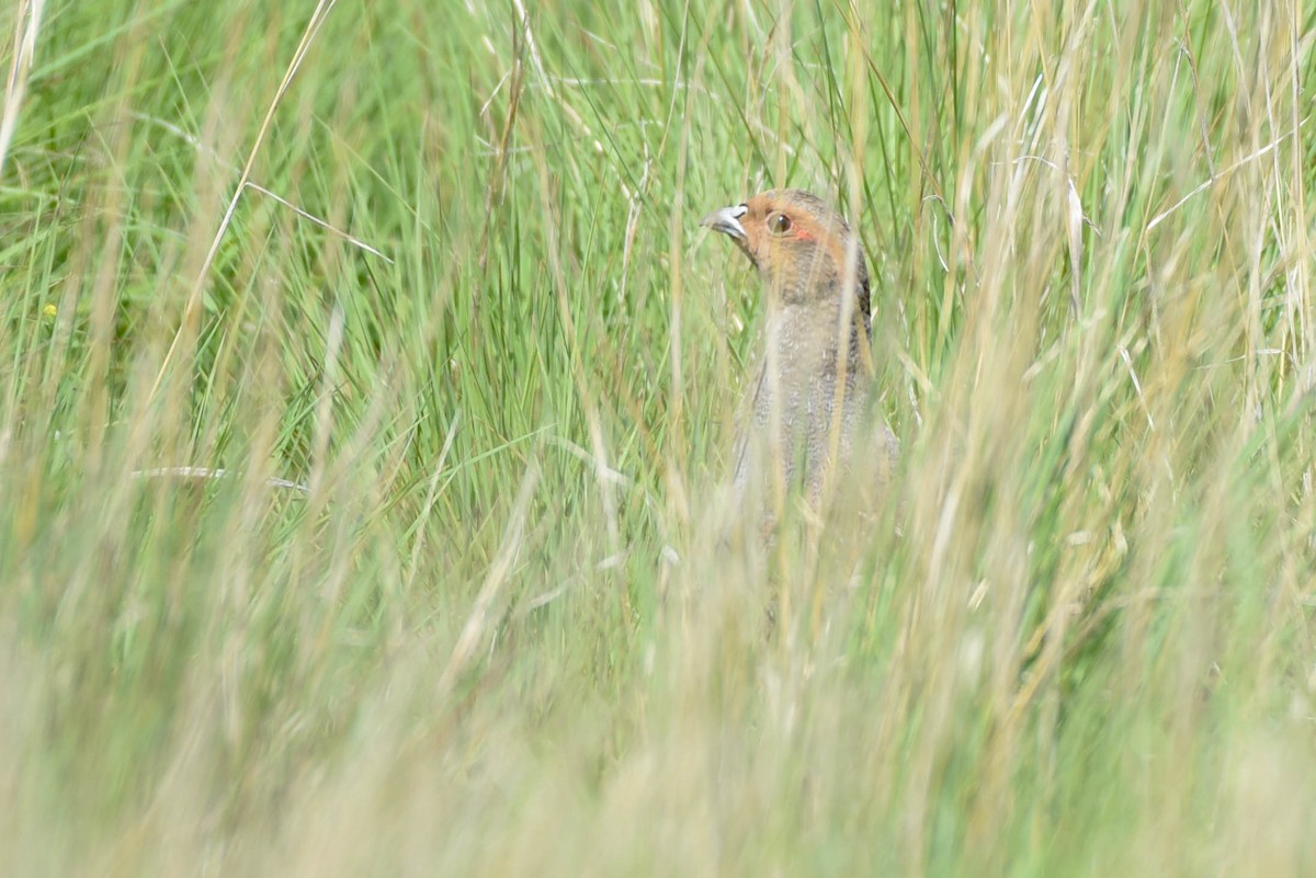 Gray Partridge - ML638567470