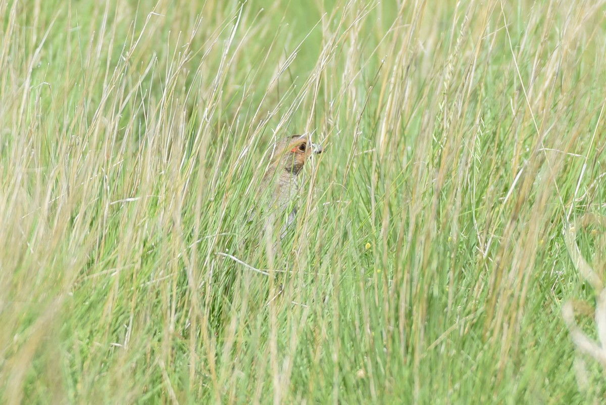 Gray Partridge - ML638567471