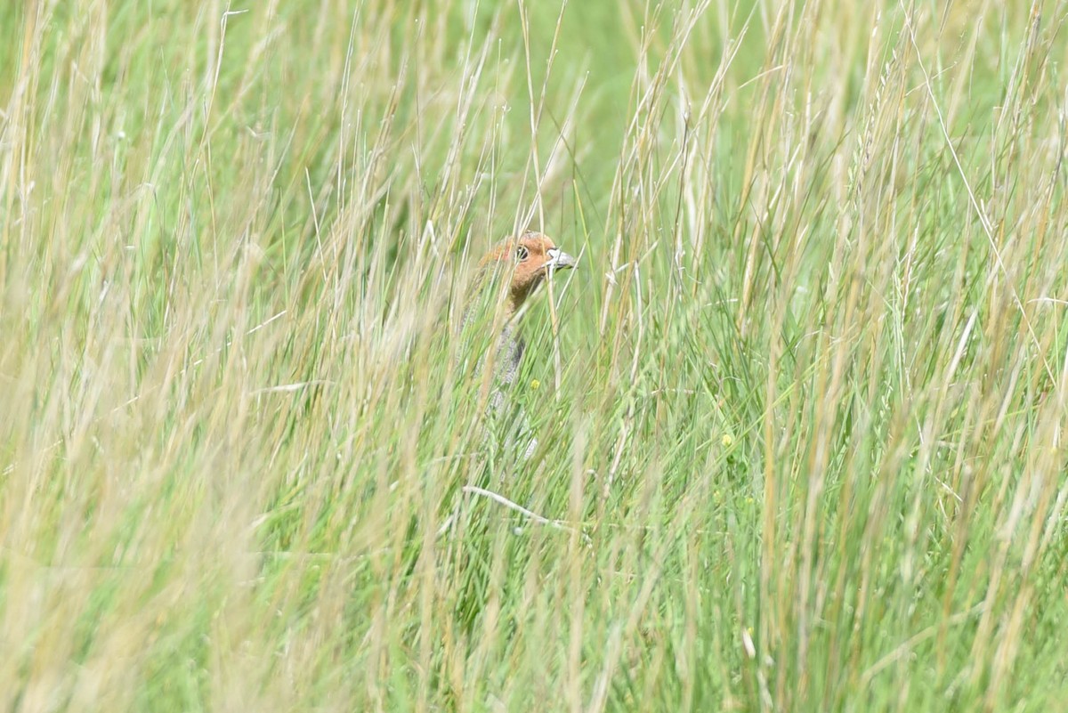 Gray Partridge - ML638567472