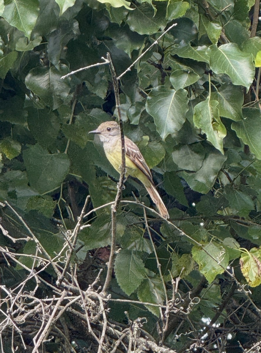 Great Crested Flycatcher - ML638567482