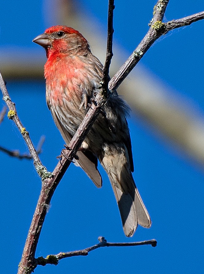 House Finch - ML638567491