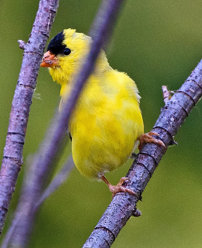 American Goldfinch - ML638567507