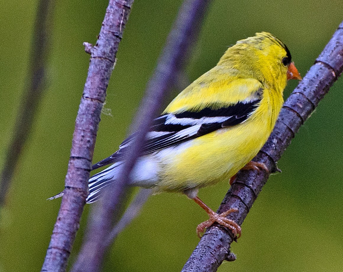 American Goldfinch - ML638567508