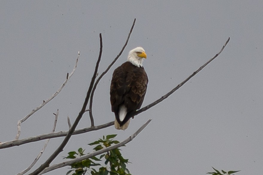 Bald Eagle - ML638567554