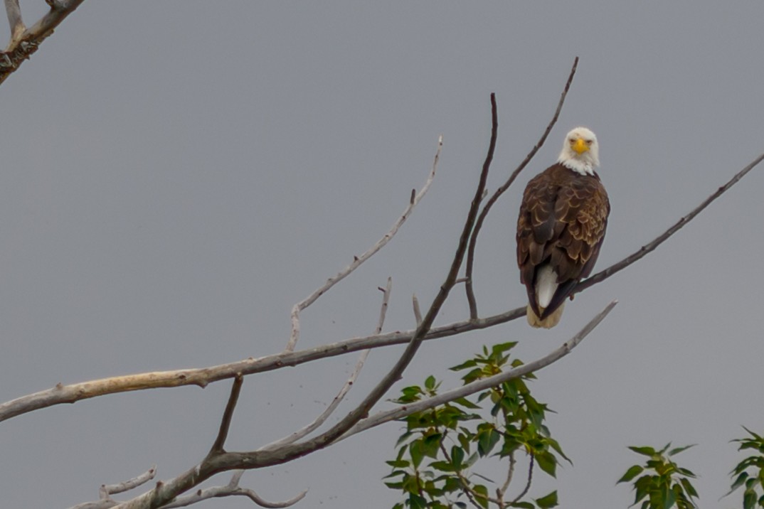 Bald Eagle - ML638567555