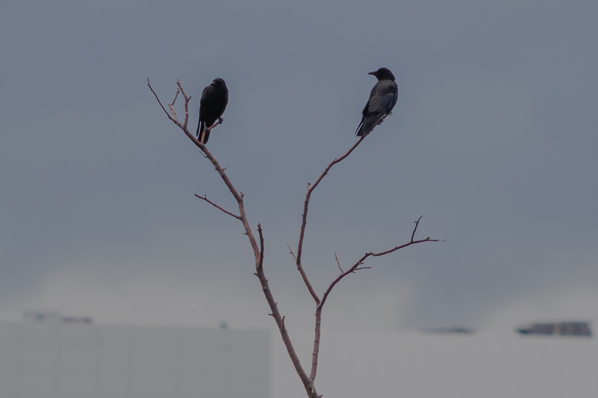American Crow - ML638567561