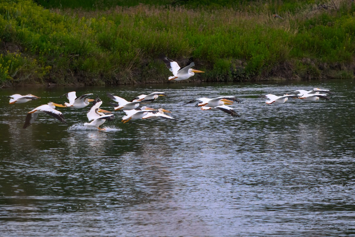 American White Pelican - ML638567574