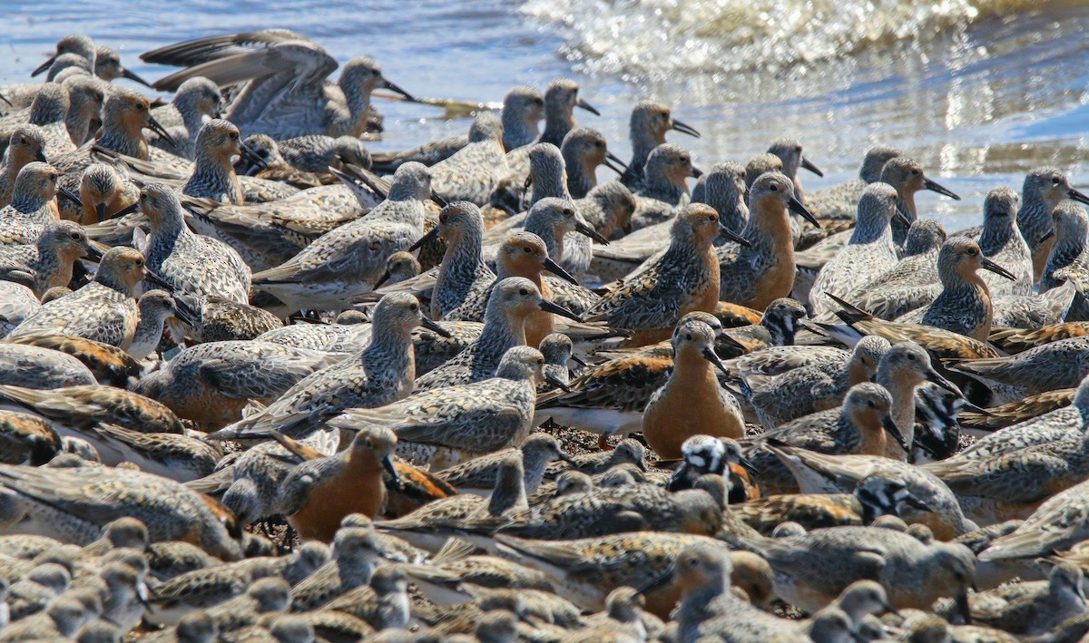 Red Knot - ML638567637