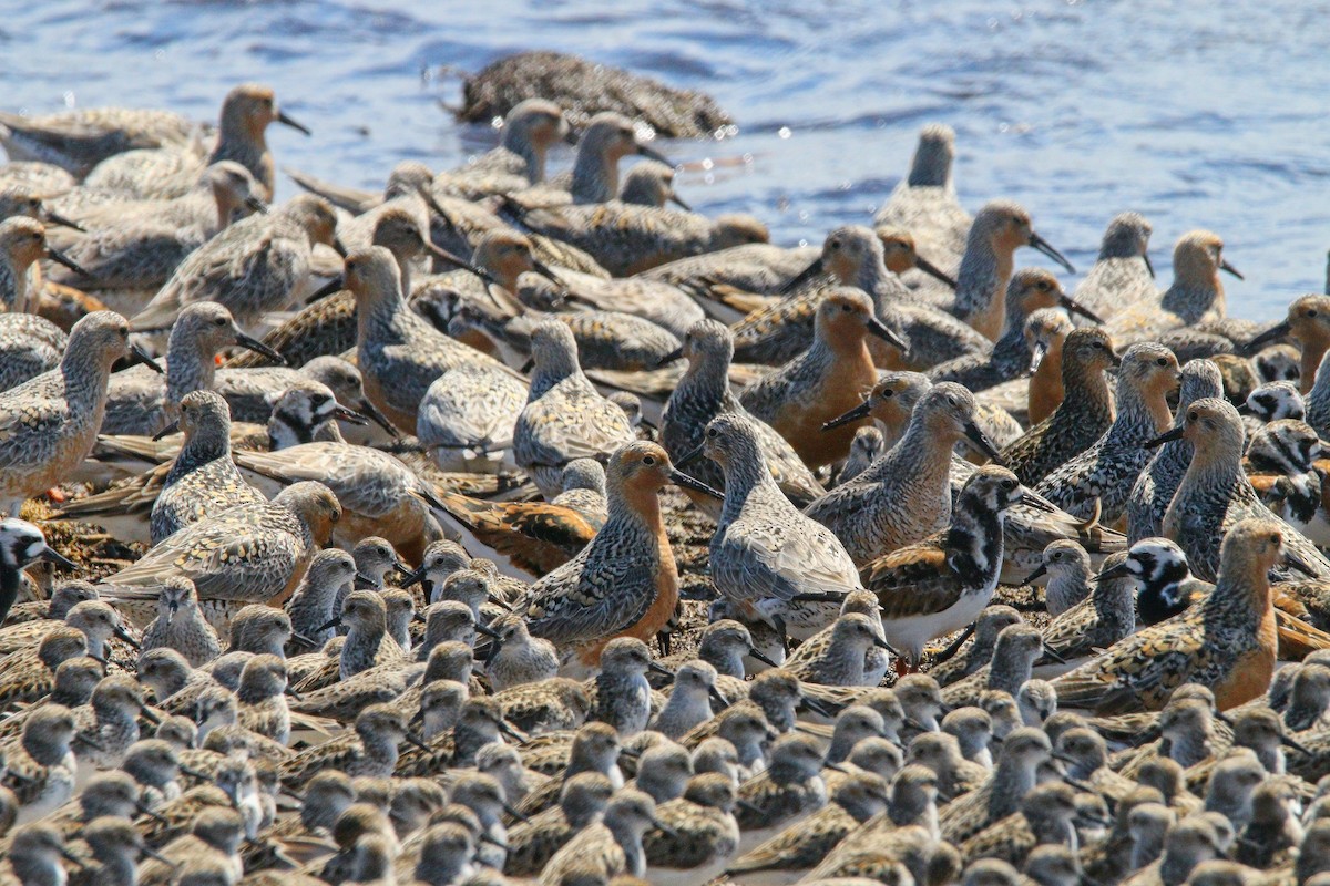 Red Knot - ML638567649