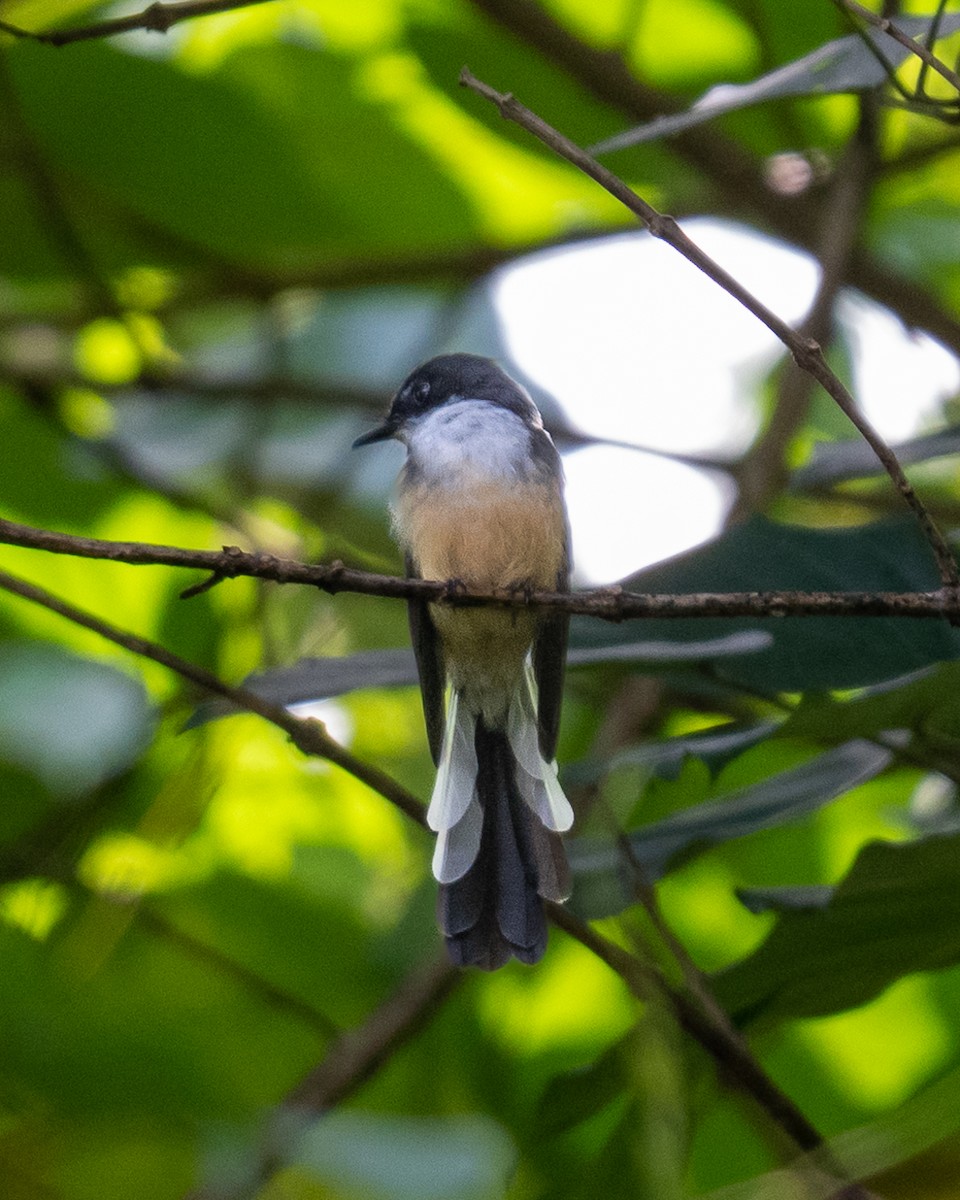 Northern Fantail (Timor) - ML638567669