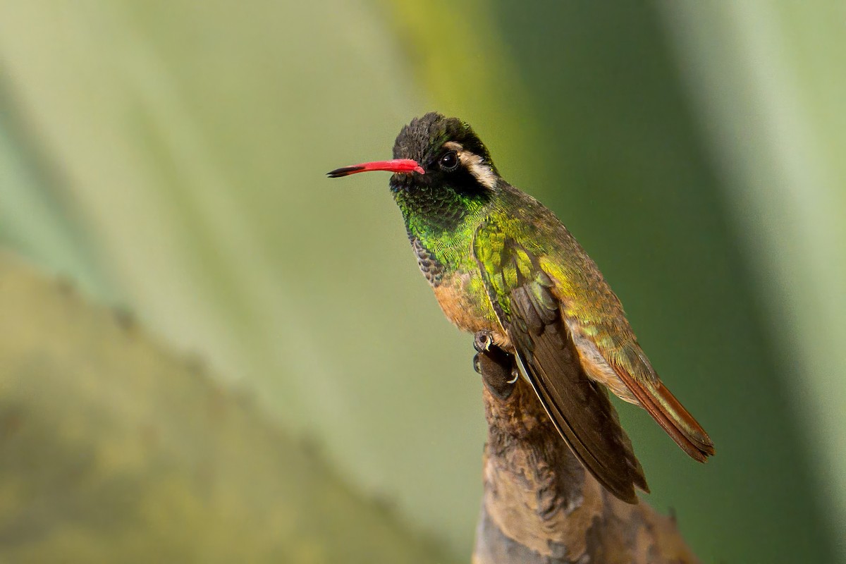 Xantus's Hummingbird - ML638567673
