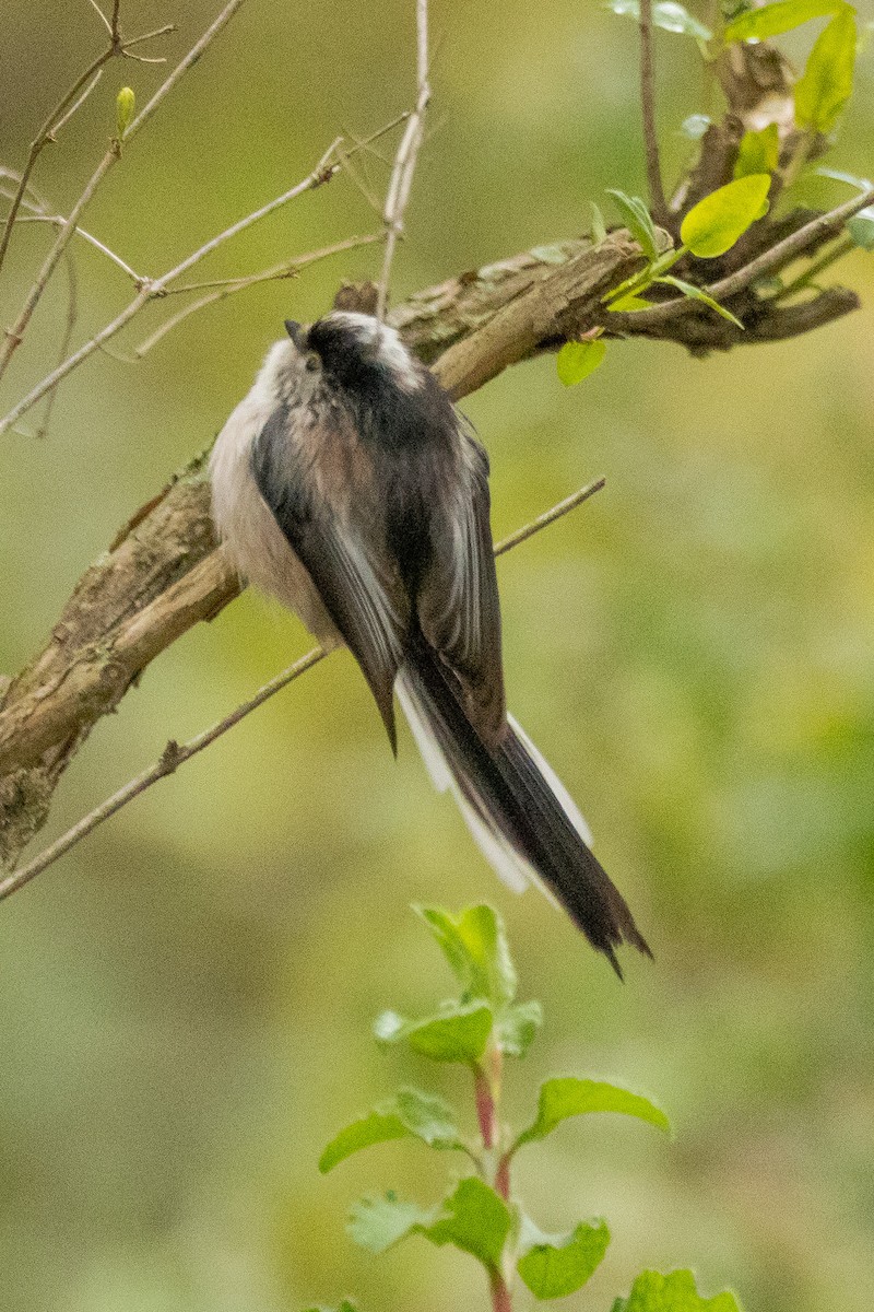 Long-tailed Tit (europaeus Group) - ML638567688