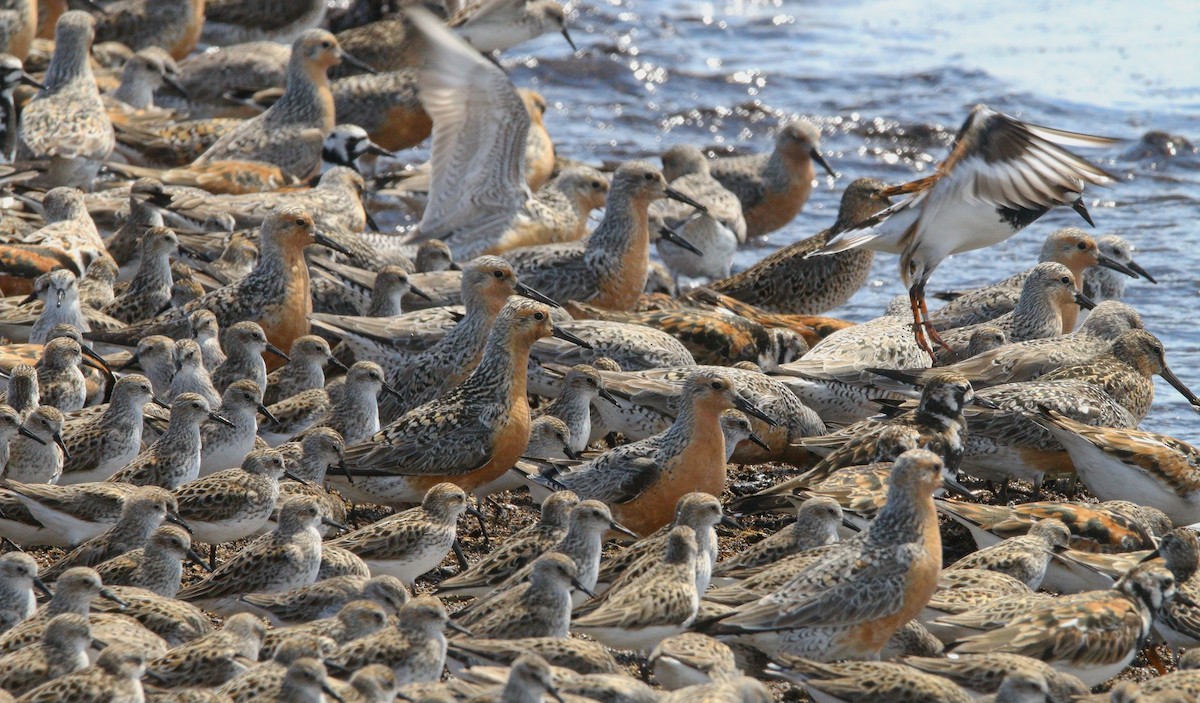 Red Knot - ML638567690