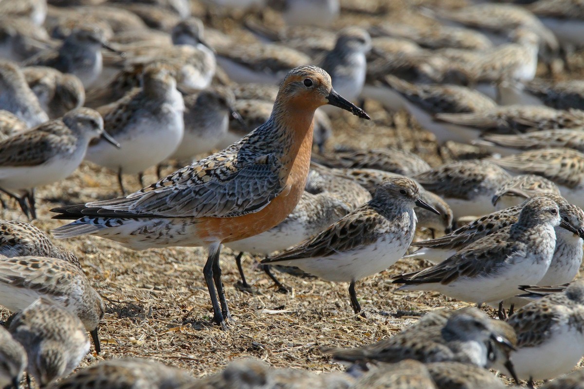 Red Knot - ML638567702