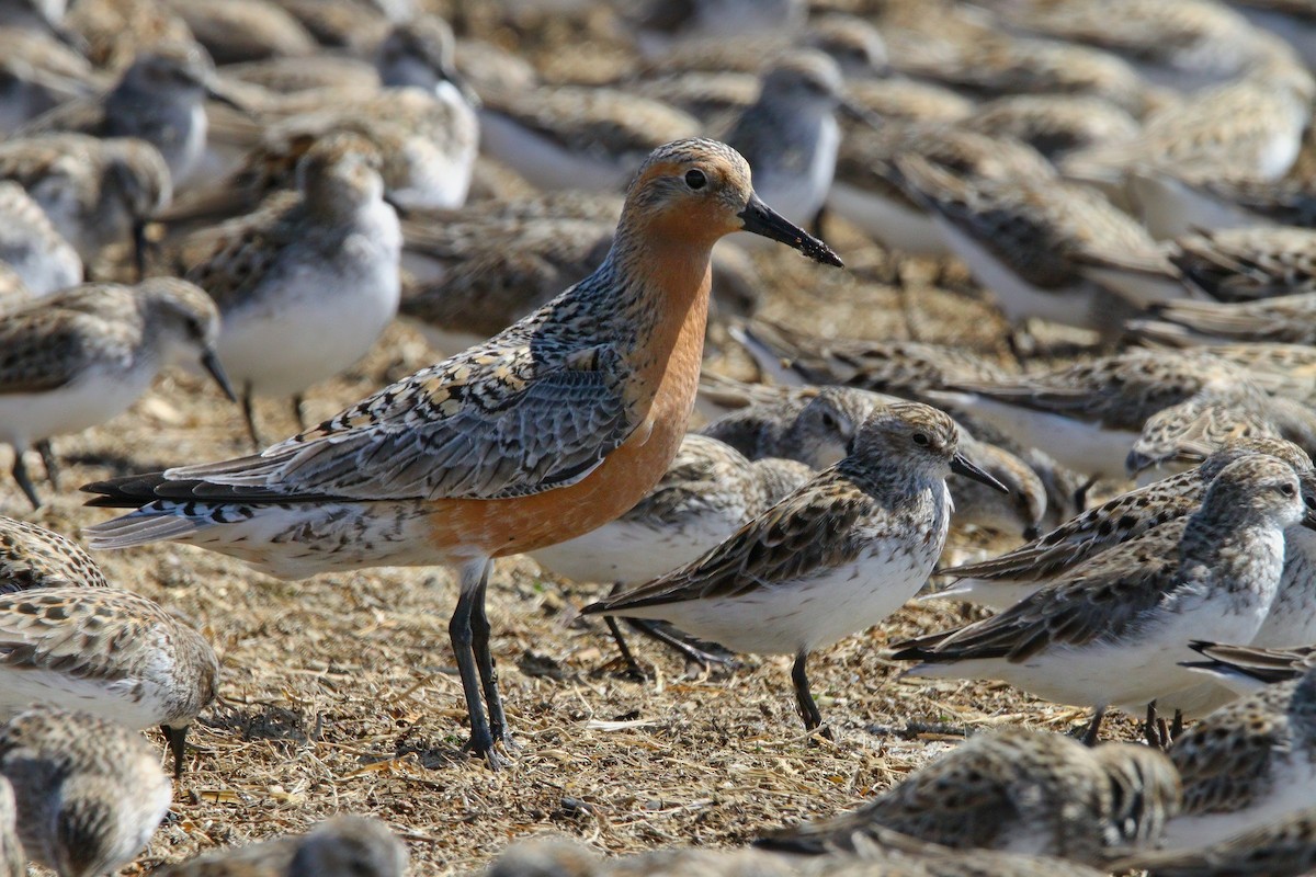 Red Knot - ML638567711
