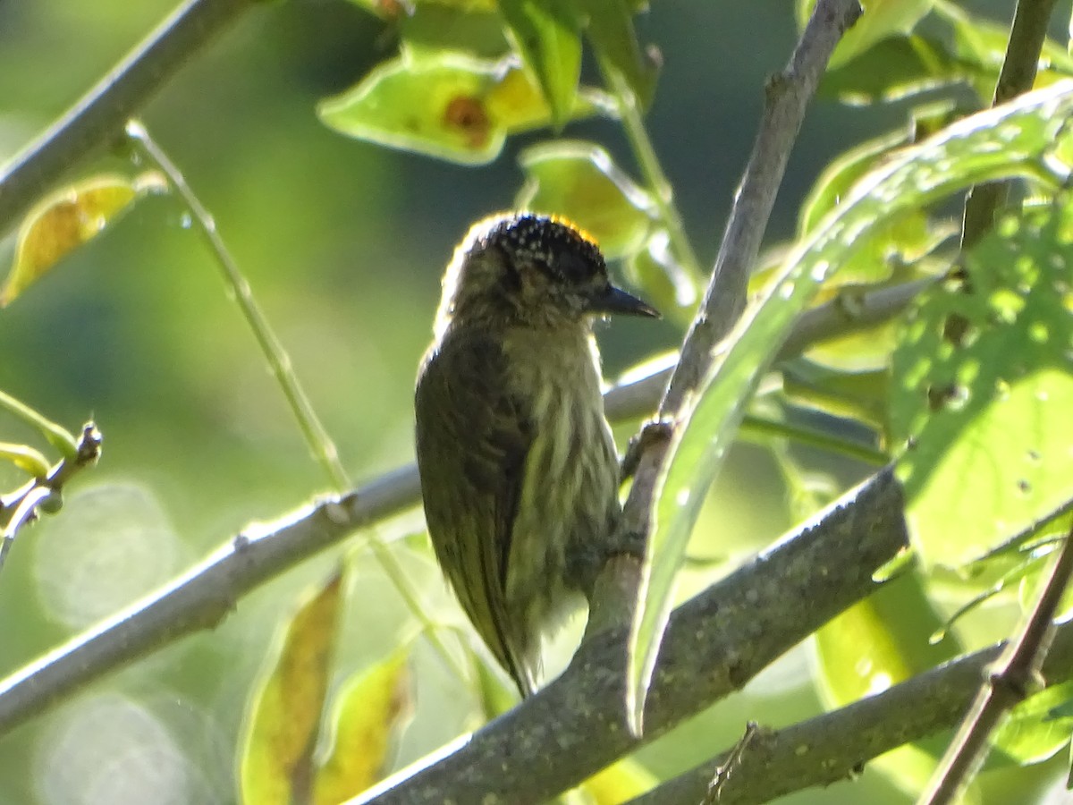 Olivaceous Piculet - ML638567728