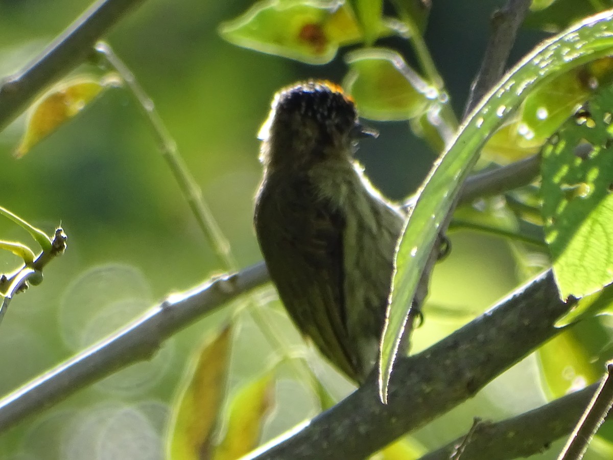 Olivaceous Piculet - ML638567729