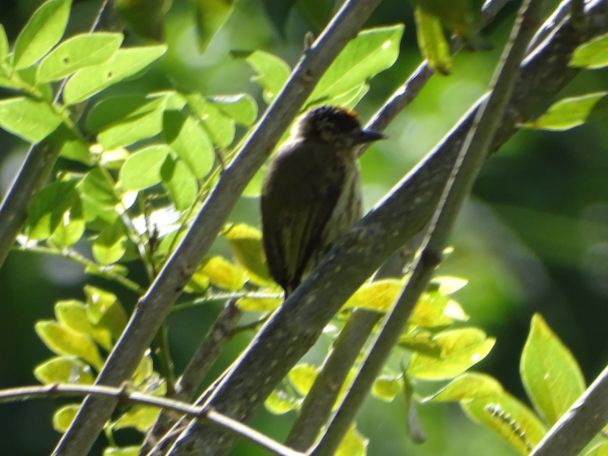 Olivaceous Piculet - ML638567730