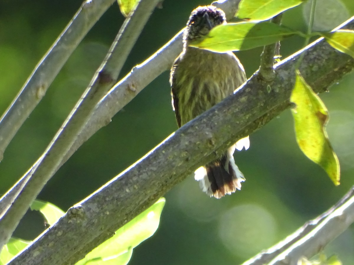 Olivaceous Piculet - ML638567731