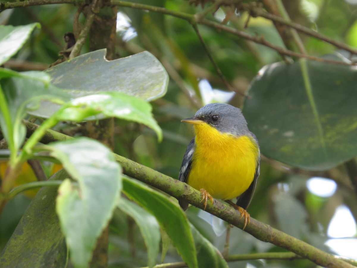 Tropical Parula - ML638567735