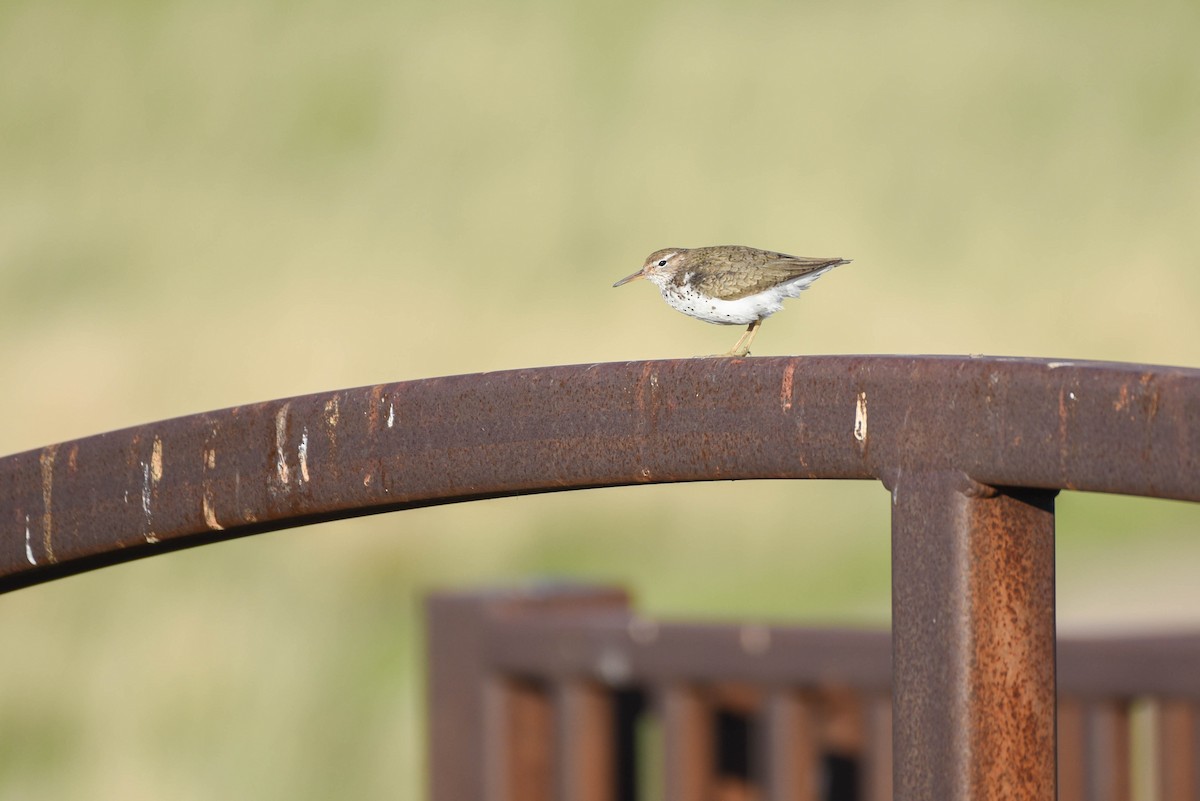 Spotted Sandpiper - ML638567737